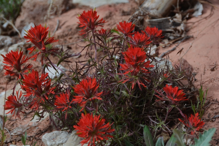 Indian paintbrush along the trail